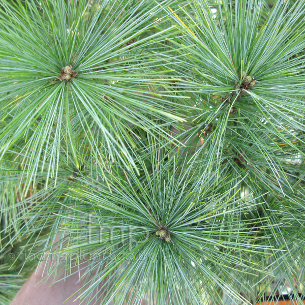 Big Photo of Pinus Strobus