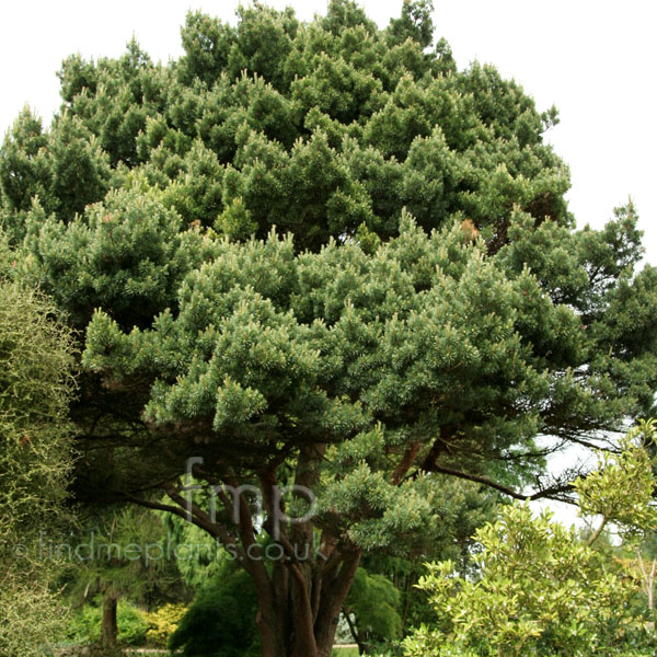 Big Photo of Pinus Sylvestris