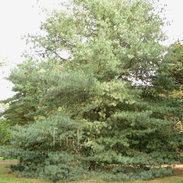 Big Photo of Pinus Wallichiana