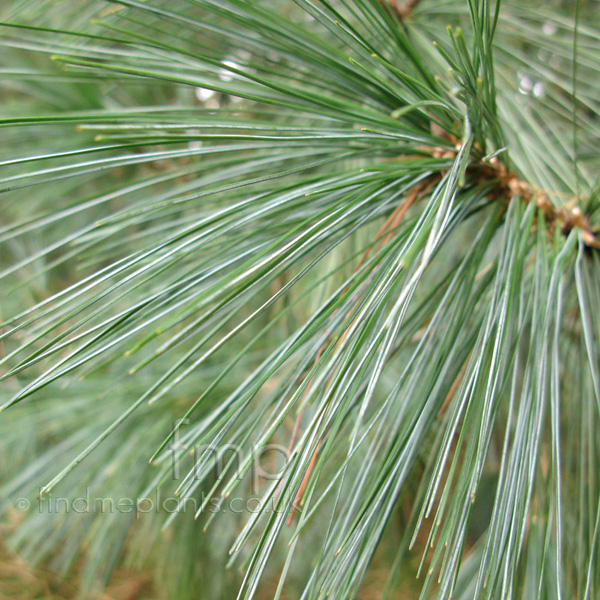 Big Photo of Pinus Wallichiana, Leaf Close-up