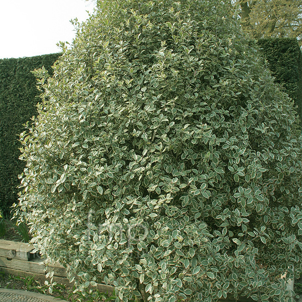 Big Photo of Pittosporum Tenuifolium