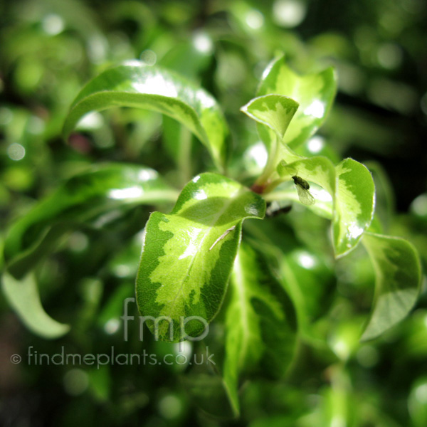 Big Photo of Pittosporum Tenuifolium, Leaf Close-up