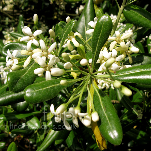 Big Photo of Pittosporum Tobira, Flower Close-up