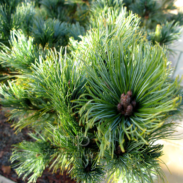 Big Photo of Pinus Pumila