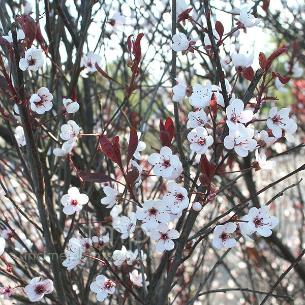 Big Photo of Prunus Cerasifera