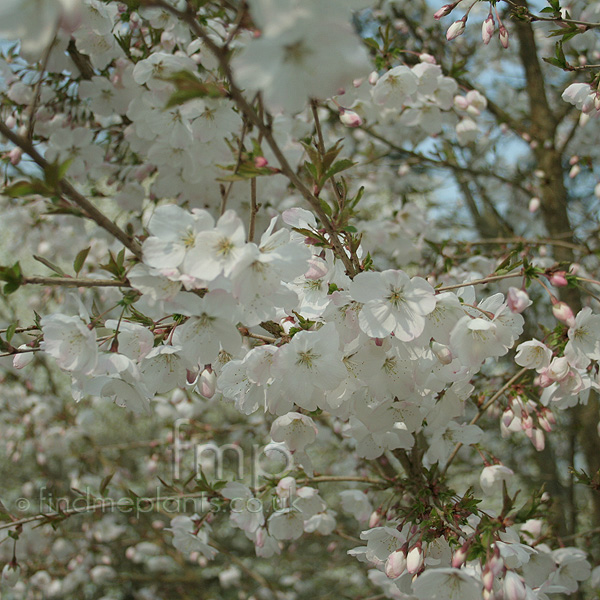 Big Photo of Prunus Incisa