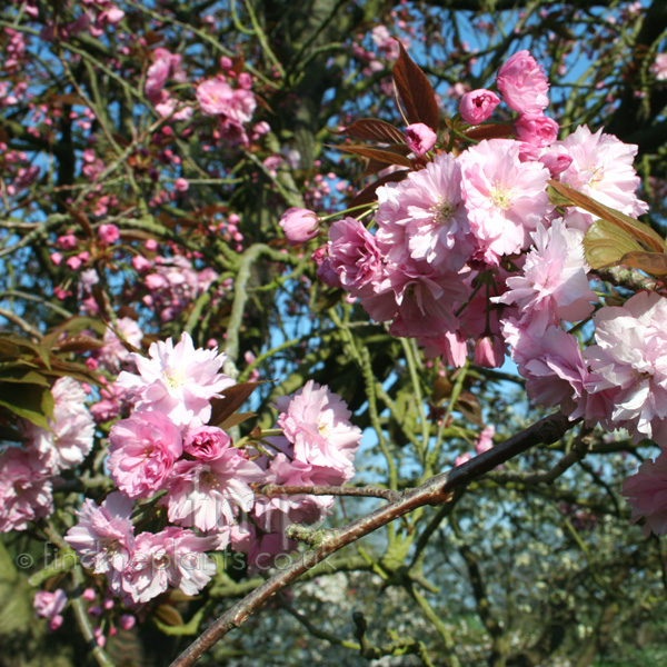 Big Photo of Prunus Serrulata, Flower Close-up