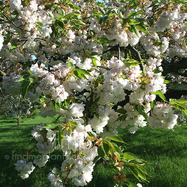 Big Photo of Prunus Shirotae