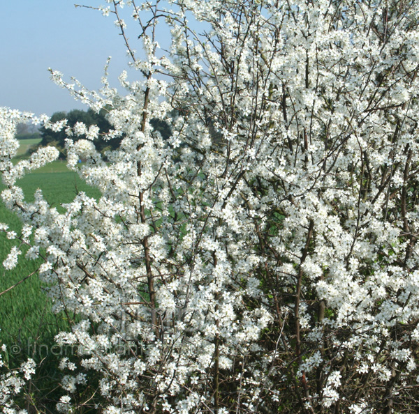 Big Photo of Prunus Spinosa
