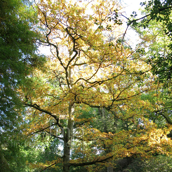Big Photo of Quercus Robur
