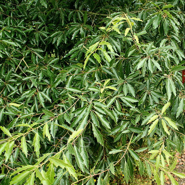 Big Photo of Quercus Sartorii