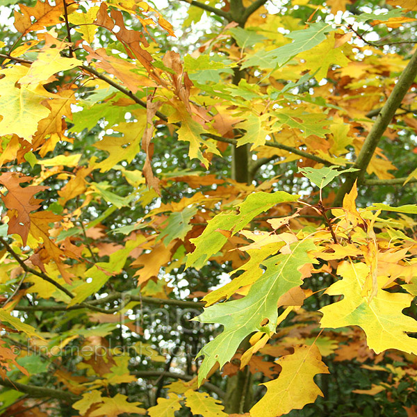 Big Photo of Quercus Rubra