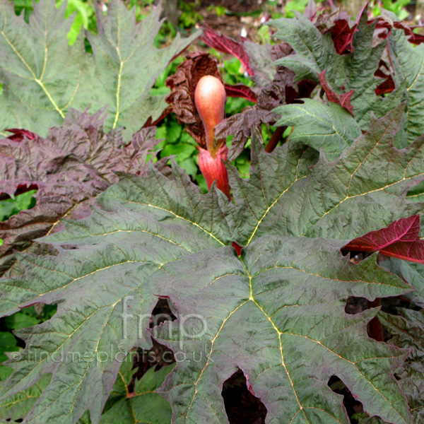 Big Photo of Rheum Palmatum, Leaf Close-up