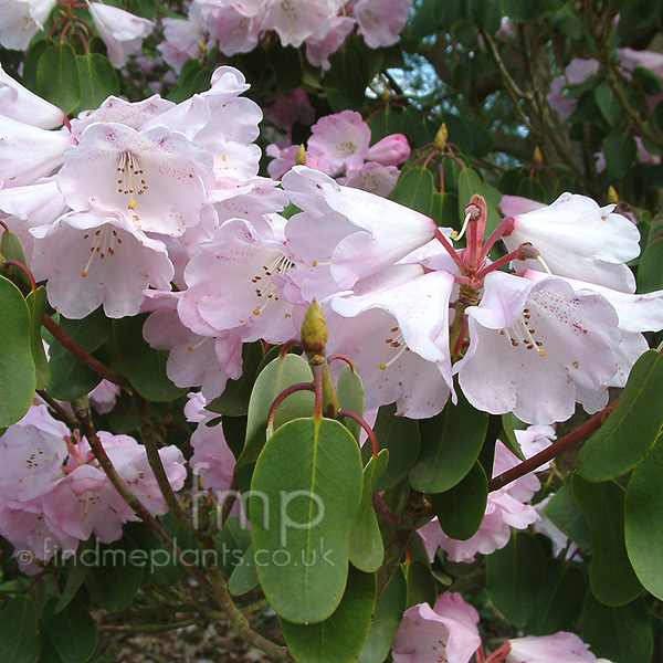 Big Photo of Rhododendron Oreodoxa