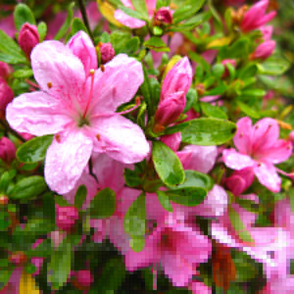 Big Photo of Rhododendron Hino Mayo Fl
