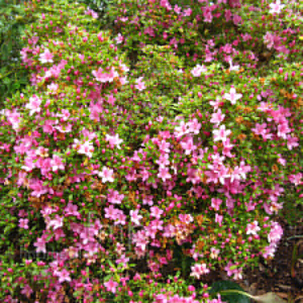 Big Photo of Rhododendron Hinomayo