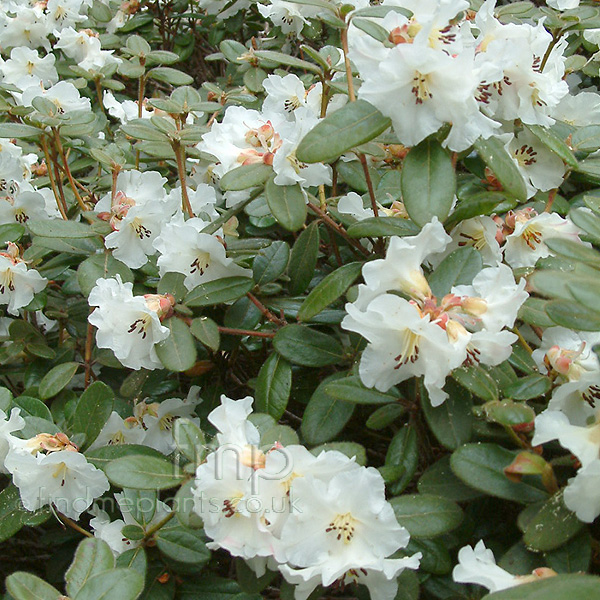 Big Photo of Rhododendron Leucaspis