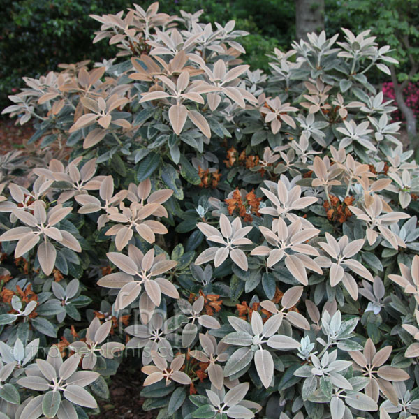 Big Photo of Rhododendron Pachysanthemum