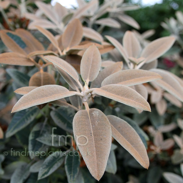Big Photo of Rhododendron Pachysanthemum, Leaf Close-up