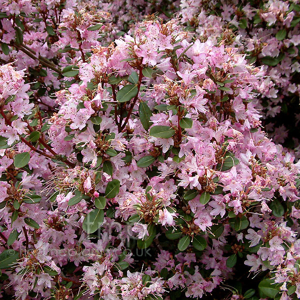 Big Photo of Rhododendron Racemosum