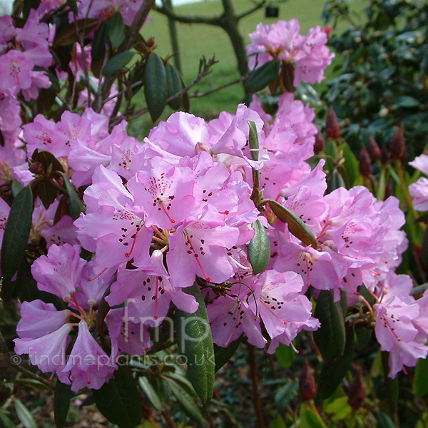 Big Photo of Rhododendron Rubiginosum