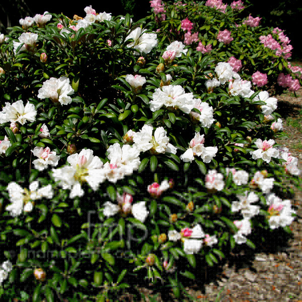 Big Photo of Rhododendron Yakushimanum Schneekissen