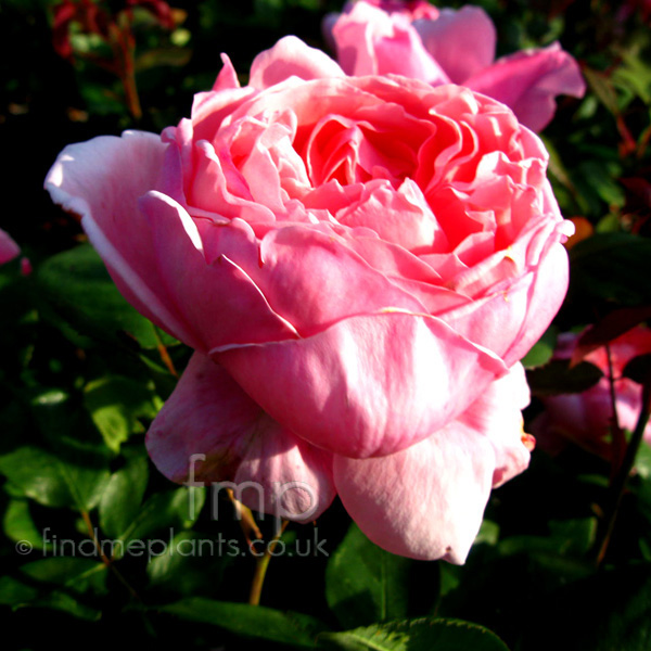 Big Photo of Rosa , Flower Close-up
