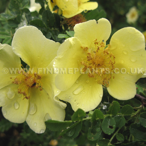 Big Photo of Rosa Xanthina, Flower Close-up