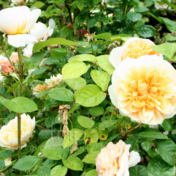 Big Photo of Rosa , Flower Close-up