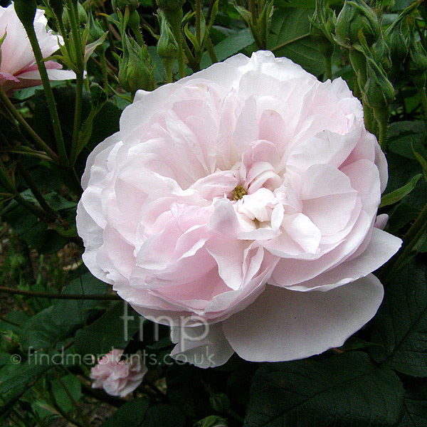 Big Photo of Rosa Fantin