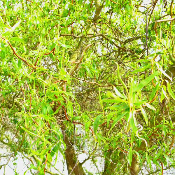 Big Photo of Salix Babylonica