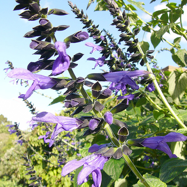 Big Photo of Salvia Guaranitica