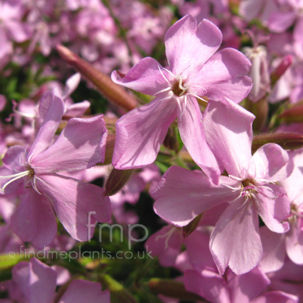 Big Photo of Saponaria X Lempergii, Flower Close-up