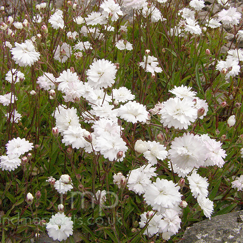 Big Photo of Silene Flore Pleno