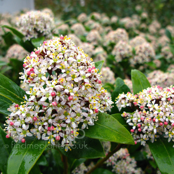 Big Photo of Skimmia Japonica, Flower Close-up