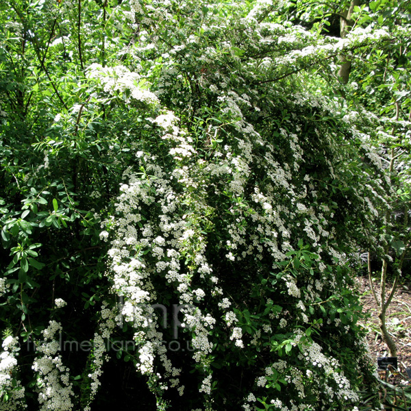 Big Photo of Spiraea Snowmound