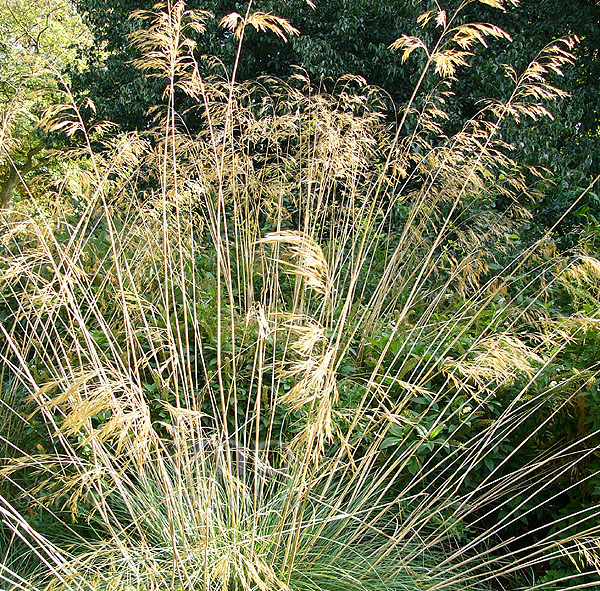 Big Photo of Stipa Gigantea