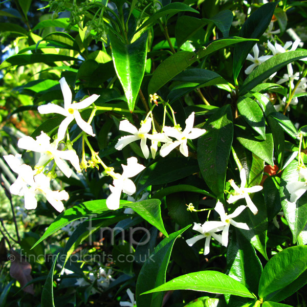 Big Photo of Trachelospermum Jasminoides, Flower Close-up