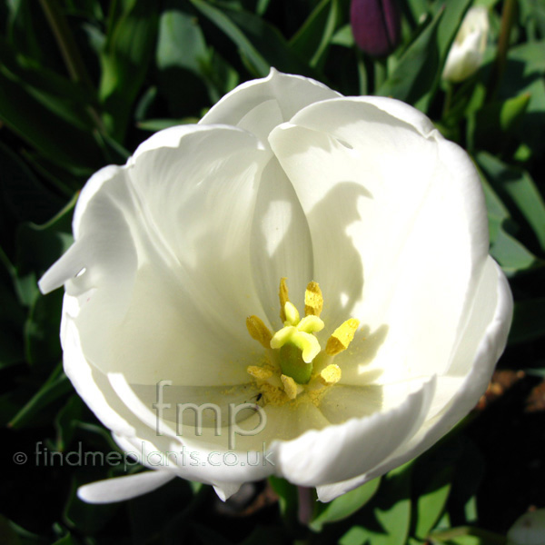 Big Photo of Tulipa , Flower Close-up