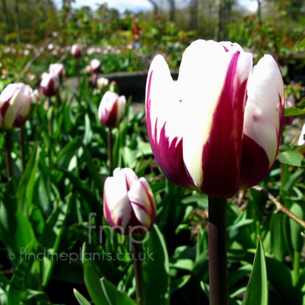 Big Photo of Tulipa 