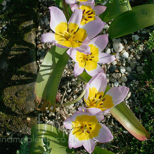 Big Photo of Tulipa Saxatilis