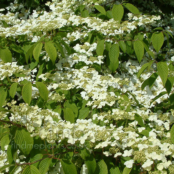 Big Photo of Viburnum Plicatum Meriesii