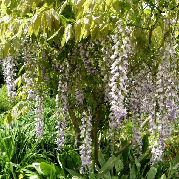 Big Photo of Wisteria Floribunda