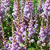 Astilbe chinensis - Pumila - Astilbe