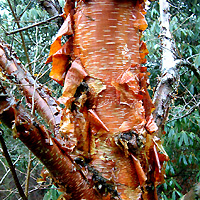 Betula utilis - 'Prattii' (Betula, Himalayan Birch)