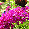 Click to view large image