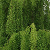 carpinus turczaninowii - Hornbeam, Carpinus