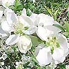 Chaenomeles speciosa - Jet Trail - Japanese Quince