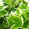 Euonymus fortunei - emerald Gaiety