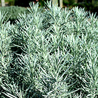 Helichrysum angustifolium (Curry Plant)